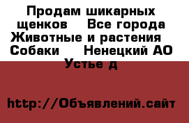 Продам шикарных щенков  - Все города Животные и растения » Собаки   . Ненецкий АО,Устье д.